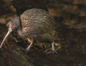 brown kiwi